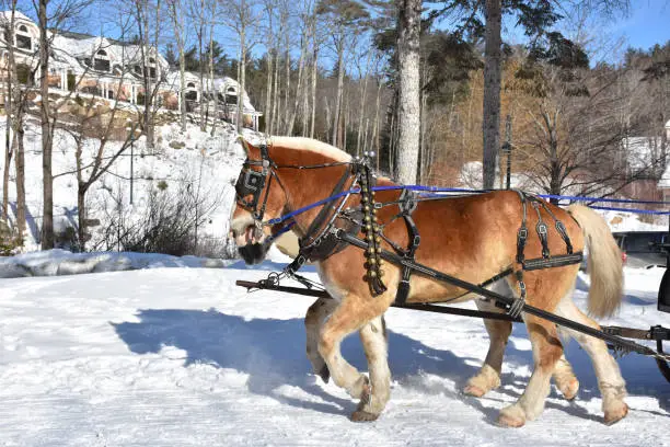 Cute pulling pair of chestnut draft horses in the winter.