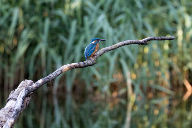 istock Common kingfisher, Alcedo atthis. The bird sitting on a branch above the water while waiting for fish. With copy-space 1268003086