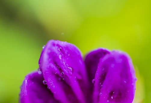 Gorgeous close up macro view of leaf of  purple flowers with morning dew drops on green background.  Beautiful green nature backgrounds.