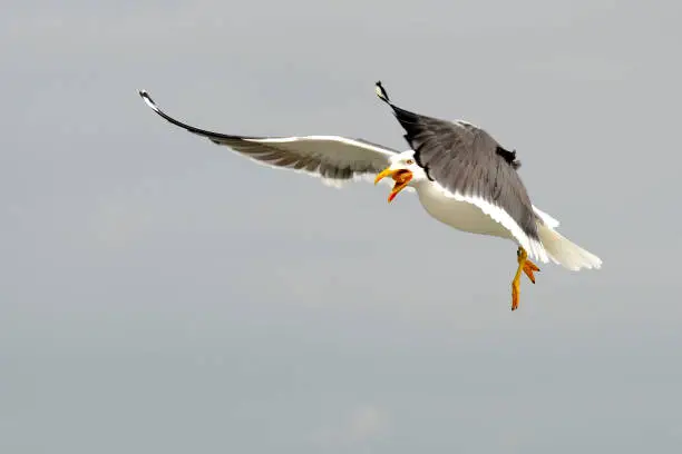 A lesser black-backed gull catches a piece of bread in full flight.