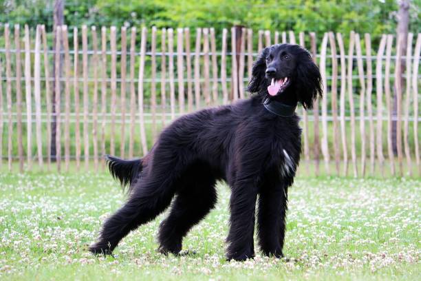 istock Fluffy tall black dog standing in a park 1268014292