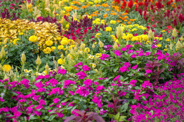 A flower garden in summer.