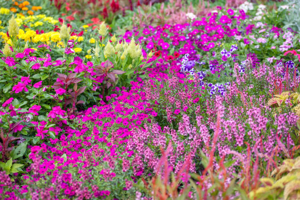 istock A variety of flowers. 1268014553