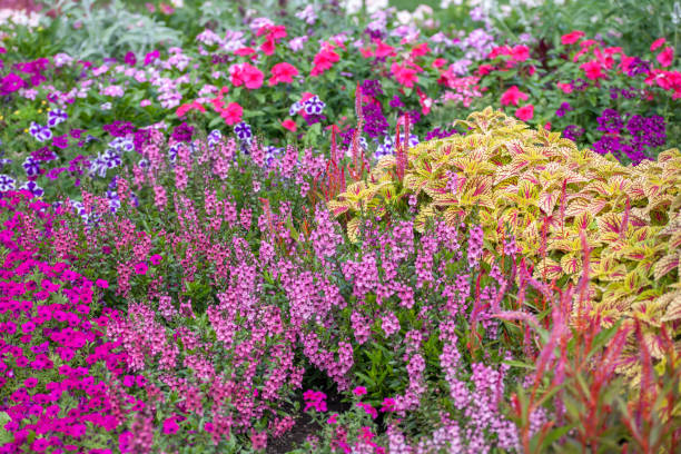 istock A variety of flowers. 1268014569