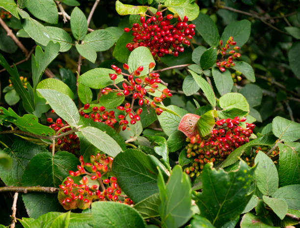 Clusters of ripening ovoid berries on a Viburnum Lantana, also known as a Wayfaring (or Wayfarer) Tree because the bushes are usually found beside pathways or roads.