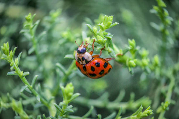 maggiolino asiatico, (harmonia axyridis), lady beetle asiatica. - ladybug grass leaf close up foto e immagini stock
