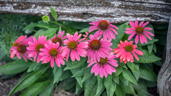 Variety of echinacea in summer.