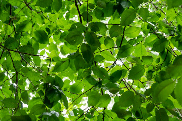 Photo of Sunlight through green beech leaves