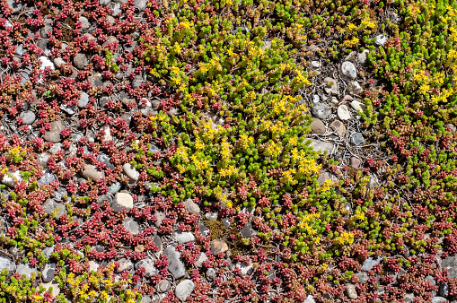 sedum sempervivum with yellow flowers covering a flat roof with a pebble floor