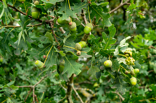 Ripe acorns on oak tree branch. Fall blurred background with oak nuts and leaves.