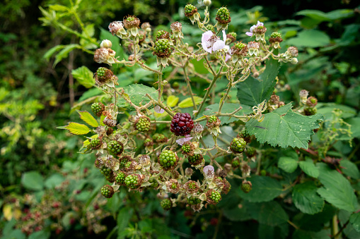 A cluster of under ripe blackberries, some of which have only just finished flowering. There is one berry which is ripening well, while the rest are hard and green.