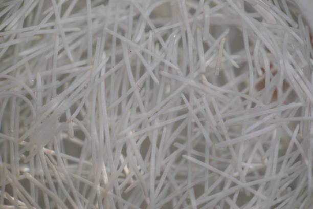 istock Seeding onion roots to study mitosis cells in Laboratory. 1268016626