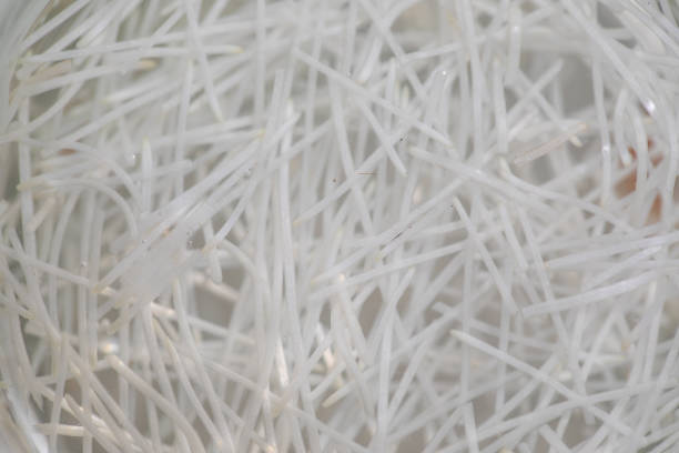 istock Seeding onion roots to study mitosis cells in Laboratory. 1268016676