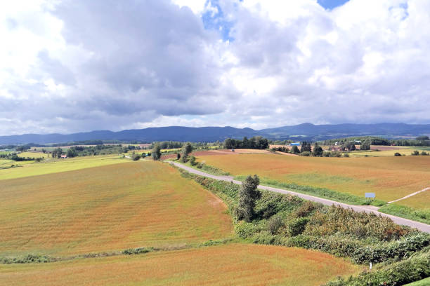 istock Furano & Biei of Hokkaido 1268016737