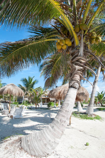 istock Mahahual Resort Town Palm Tree 1268016796