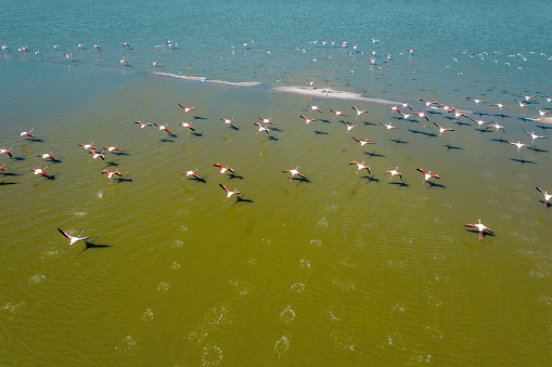 Flamingos flying on lake. Taken via drone. Yarisli Lake in Burdur, Turkey.