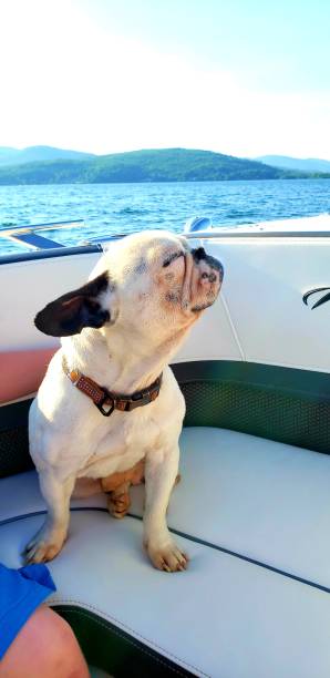 istock Dogs day on the lake 1268017133