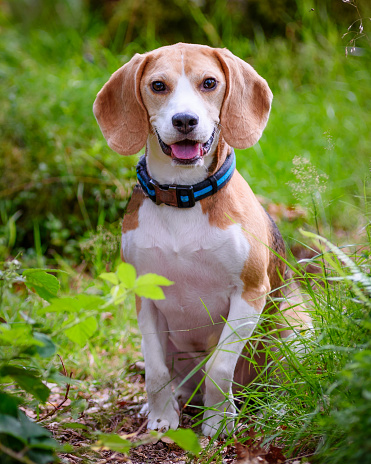 The little beagle dog sit on the green grass