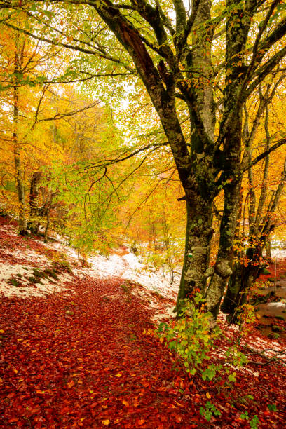 end of autumn and first snow in the jungle of irati - leaf autumn falling tree imagens e fotografias de stock