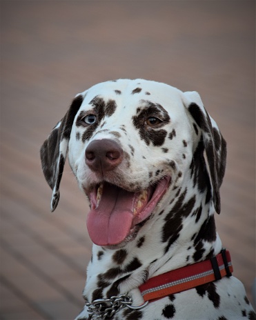 The Dalmatian is a breed of large-sized dog, noted for its unique white coat marked with black or liver-colored spots and used mainly as a carriage dog in its early days