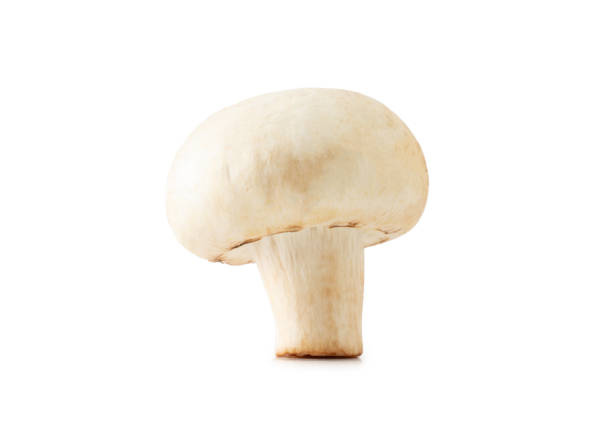 fungo bianco isolato su sfondo bianco - edible mushroom white mushroom isolated white foto e immagini stock