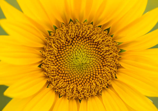 Close-up of the middle of a sunflower (Helianthus annuus)