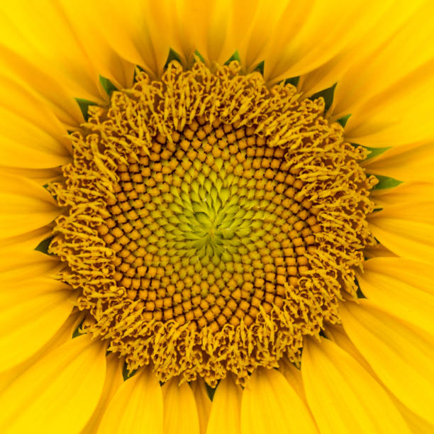 istock Close-up of a sunflower 1268019315