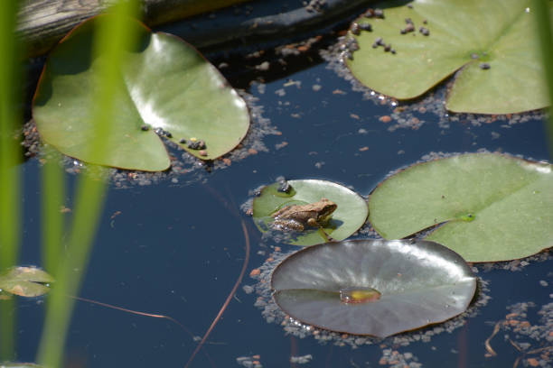 mała żaba wodna siedząca w stawie ogrodowym na liściu lilii - frog water isolated drop zdjęcia i obrazy z banku zdjęć