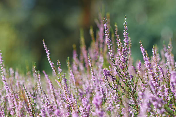 Purple blooming heather 'Calluna vulgaris' plants on blurry background