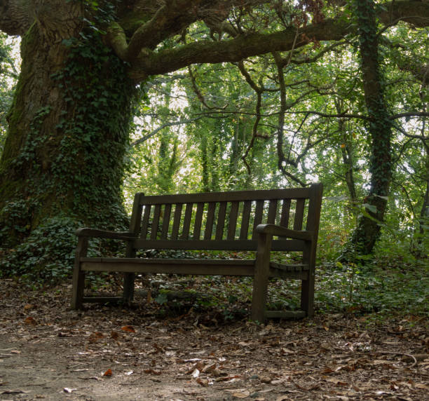 istock Wooden bench in botanical garden 1268021910