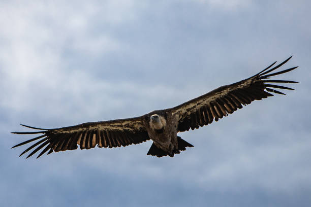 the griffon vulture - gyps fulvus - on the fly. - griffon vulture imagens e fotografias de stock