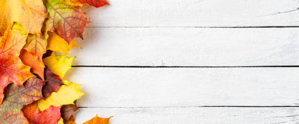 istock Autumn leaves on white wooden table with copyspace. Flat lay. Banner 1268022999