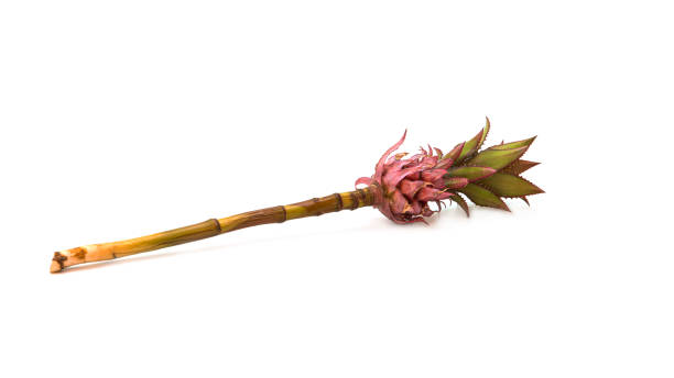 istock Decorative pink pineapple flower on a white background. Exotic 1268023093