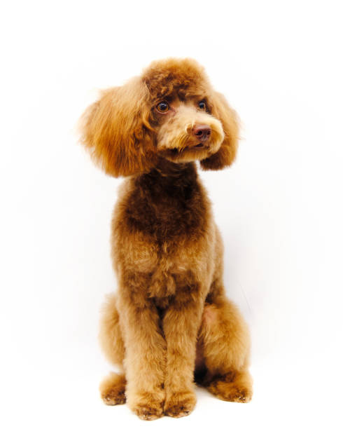 istock a poodle isolated on a white background sits after grooming 1268023347