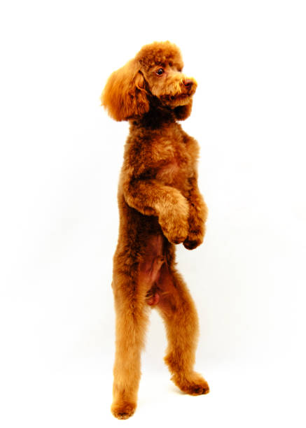 istock a poodle stands on two legs on a white background 1268023348