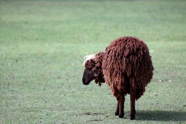 Sheep resting in grass looking into the camera.