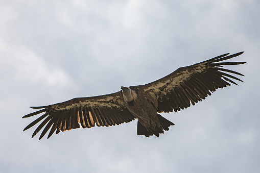 A vulture flying towards the camera.