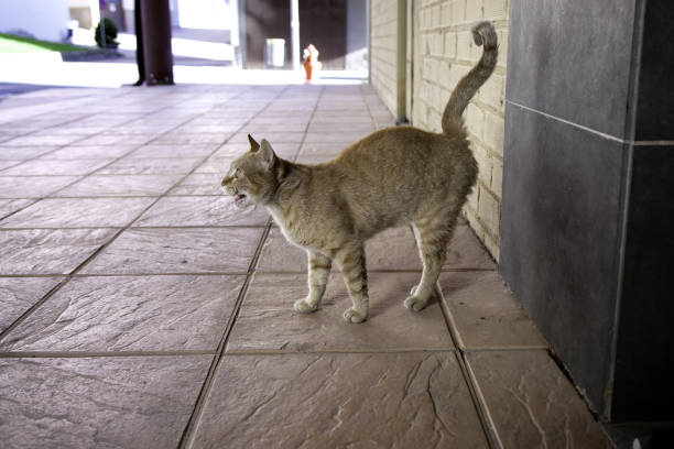 istock Cat in street meowing 1268024773