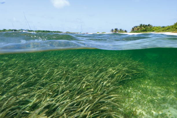 черепаховая трава - sea grass стоковые фото и изображения