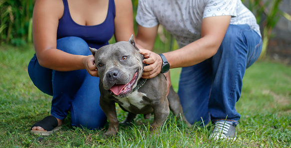 Close up shot of a happy cute american bulldog getting massage by his owner who crouching on the green grass at their garden.