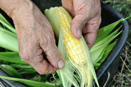 hands of senior woman cleaning freshly harvested young sweet corn in the vegetable garden