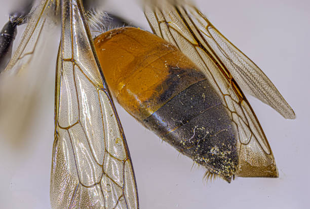 istock mason wasp in macro photography 1268028058