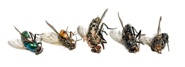 istock Dead flies lie in a row. Isolated on white 1268028991