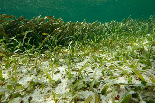 Turtle grass (Thalassia testudinum) in the Natural Reserve of Petite Terre off the coasts of Guadeloupe (Caribbean, France)