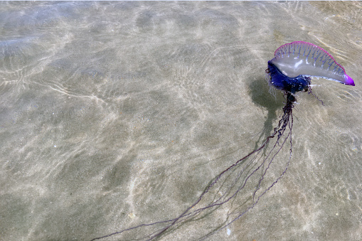 The Portuguese caravel (Physalia physalis) is the only organism in a heteromorphic colony, in the group of cnidarians. They live in tropical oceans, with blue or pink and purple colors. In contact with the skin, they can cause burns of up to third degree. Despite their appearance, they are not jellyfish.