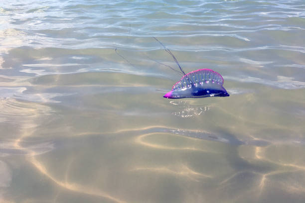 The Portuguese caravel (Physalia physalis) is the only organism in a heteromorphic colony, in the group of cnidarians. They live in tropical oceans, with blue or pink and purple colors. In contact with the skin, they can cause burns of up to third degree. Despite their appearance, they are not jellyfish.