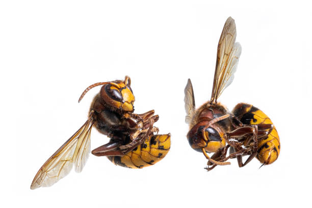 istock Dead hornets lie curled up with the stinger extended 1268032466