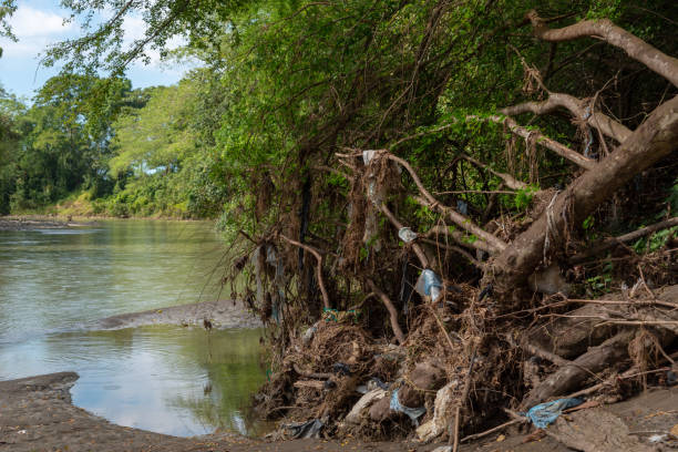 istock Tree fallen by the current of the river. Colombia 1268032620