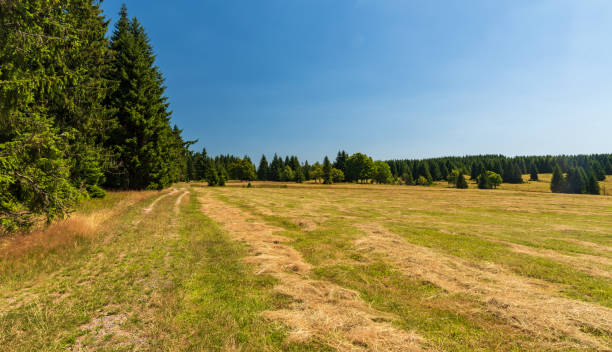 istock mountain meadow with isolated trees, forest around and clear sky above in Krusne hory mountains in Czech republic 1268033608