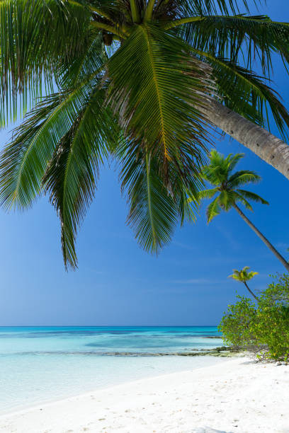istock Coconut palm trees on seaside 1268035225